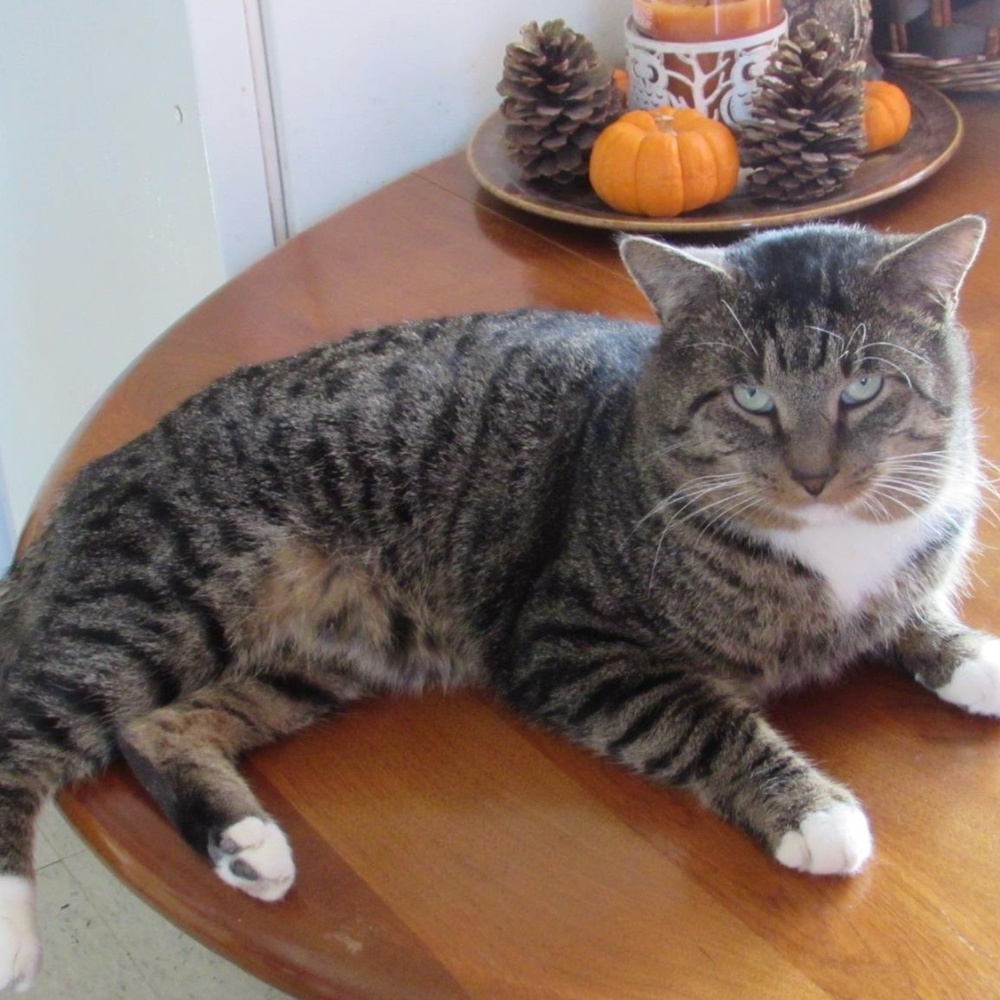 My cat is a jerk and he sheds everywhere. - Picture 1 of 8